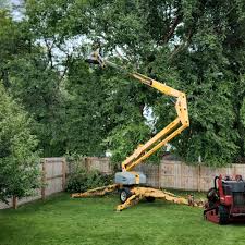 Trusted North Patchogue, NY Tree Services Experts