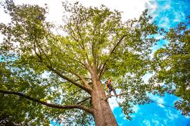 Best Tree Risk Assessment  in North Patchogue, NY