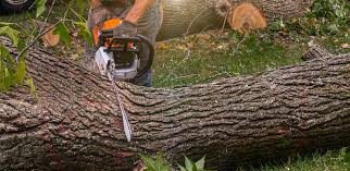 Best Stump Grinding and Removal  in North Patchogue, NY