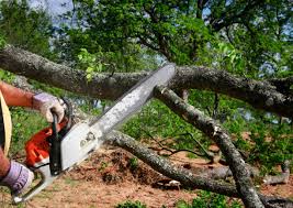 Best Tree Preservation Services  in North Patchogue, NY