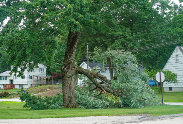 How Our Tree Care Process Works  in  North Patchogue, NY